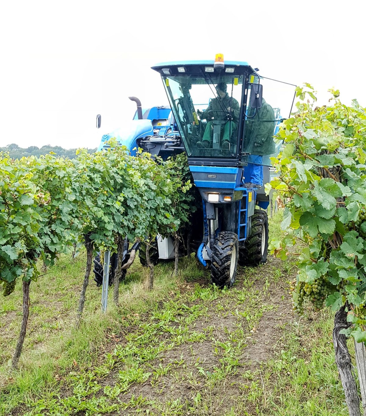 Weinlese