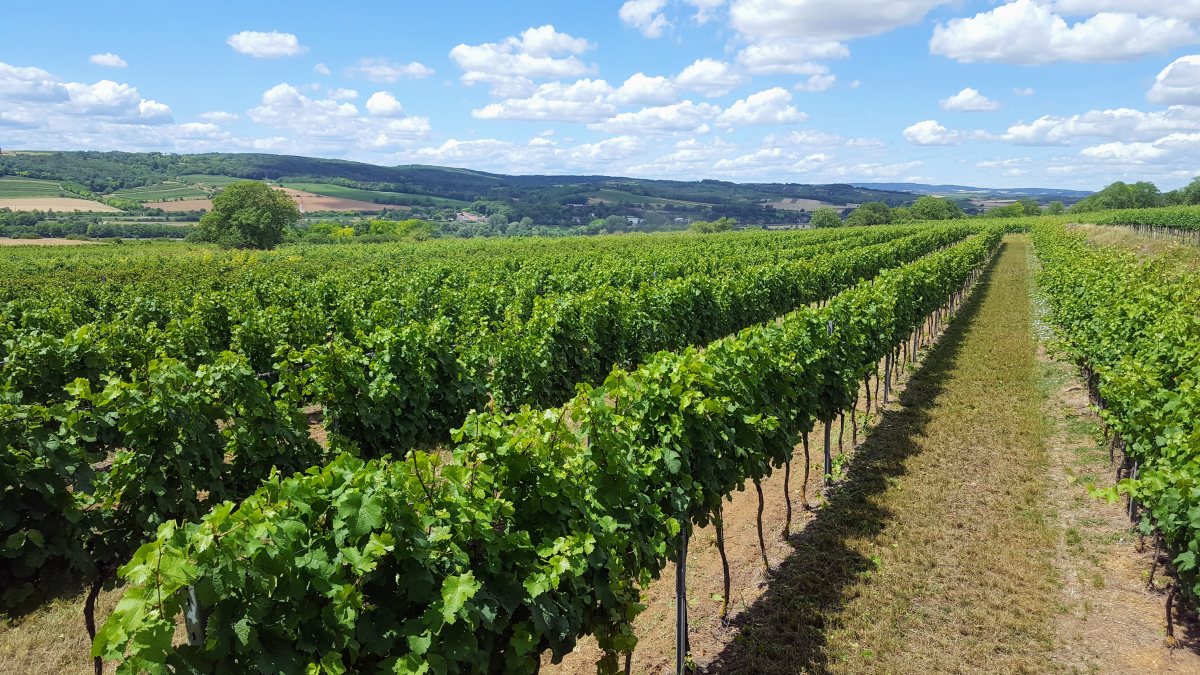 Weinriede