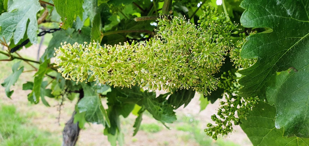 Weinblüte